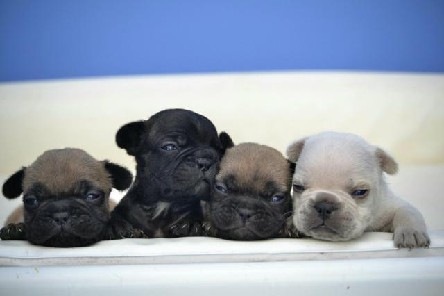 Bulldog frances machos