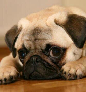 Cachorra Pug