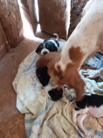 Cachorros americanos