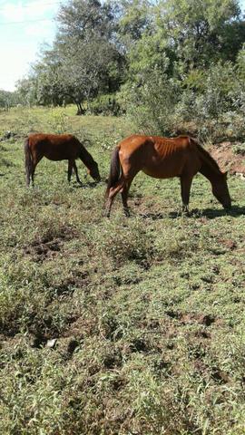 Carroça mais 1 égua e 1 potranca apenas 