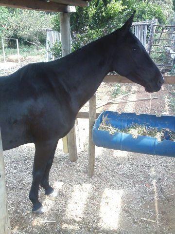 Cavalo Mangalarga (Égua preta)
