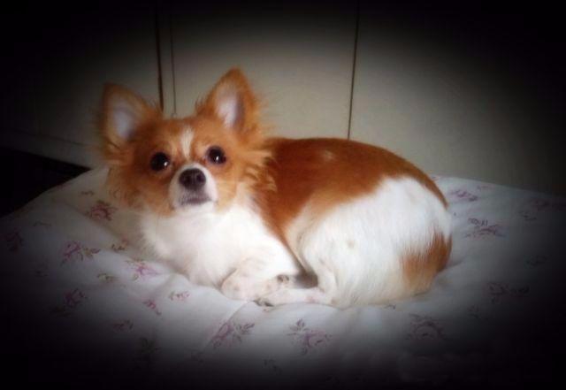 Chihuahua Femea Pelo Longo - Pedigree CBKC