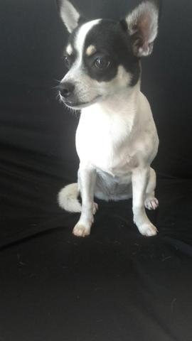 Chihuahua branca e preta