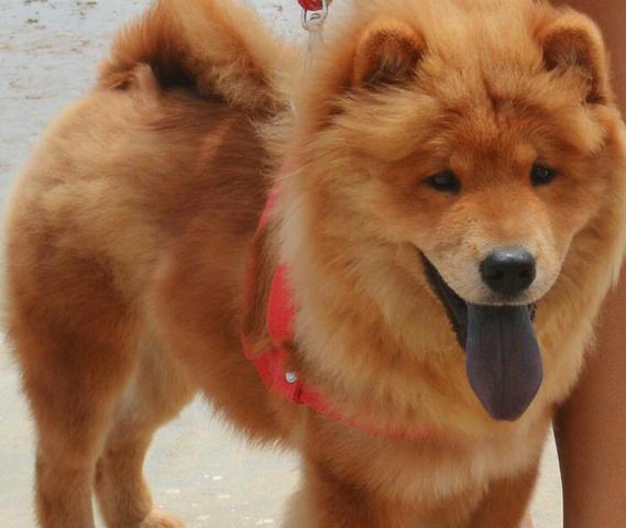 Chow-chow 5 meses macho