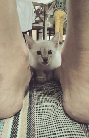 Doa-se Gatinha siamesa