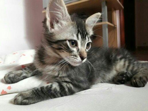 Doa-se gatinho macho, * 3 meses!