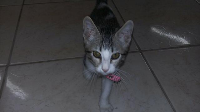 Doa-se linda gatinha