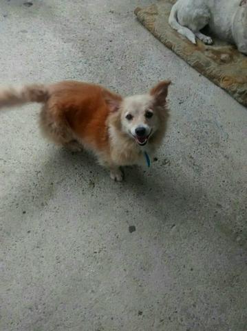 Doação de 2 cachorrinhas SDR