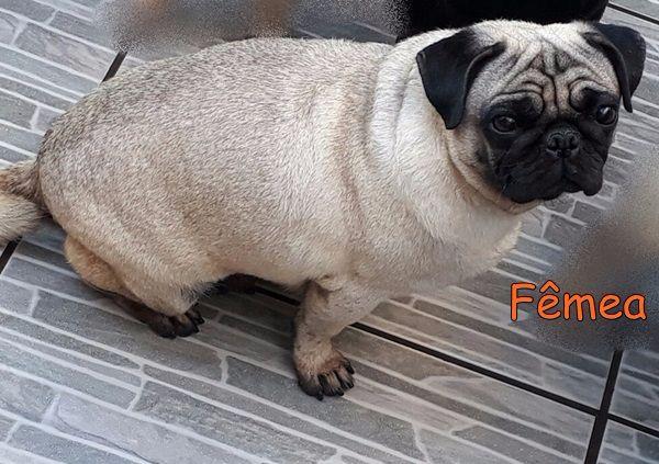 Duas Femeas e Um Macho Pug