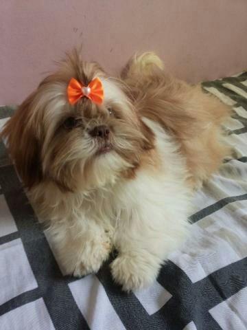 Femea de shih tzu linhagem chocolate cio a qualquer momento