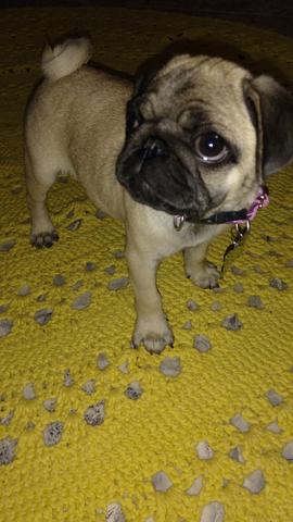Fêmea Pug linda e dócil