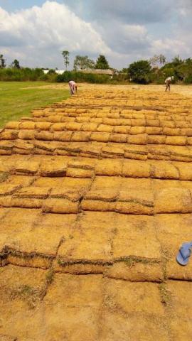 Grama esmeralda e grama batatais com entrega 4,50 m2 preço