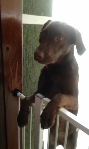 Labrador Fêmea chocolate com 7 meses