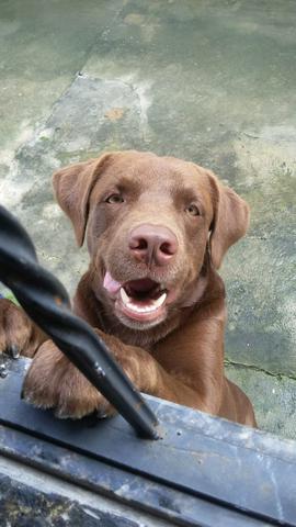 Labrador cor marron com 1 ano DOAÇÃO