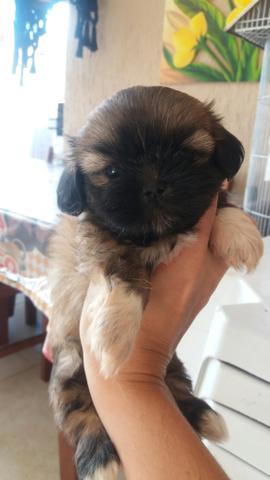 Lhasa Apso toy