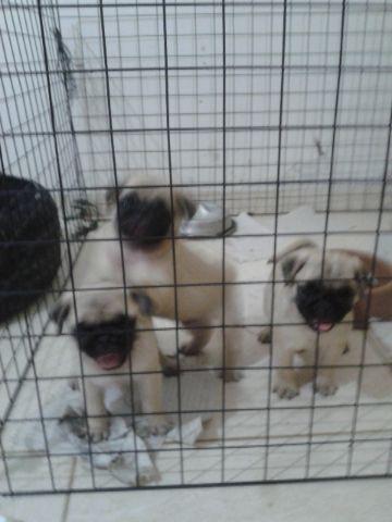 Lindos pug pronto para alegrá sua casa