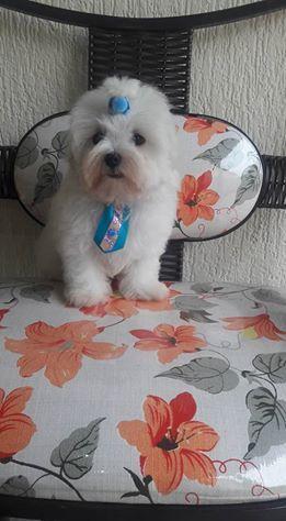 Maltês Machinho