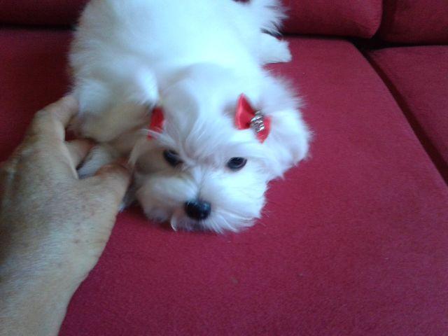 Maltês micro com 3 meses todas vacinas com pedigree