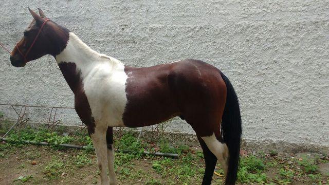 Manga Larga Marchador