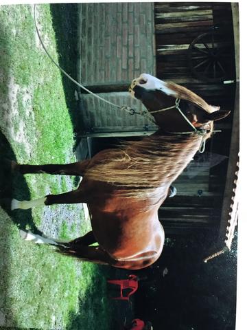 Manga Larga Marchador Paulista
