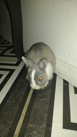 Mini coelho macho com 3 meses