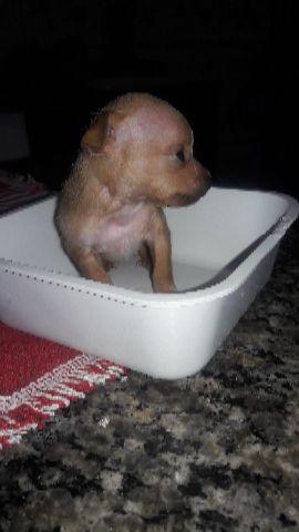 Mini e pinscher