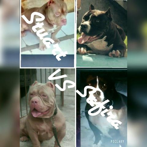 Ohhhh american bully