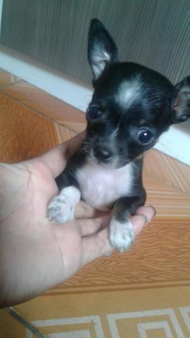 Pinscher fêmea 0 /1