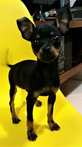 Pinscher nº1