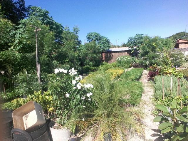 Plantas ornamentais e frutifera.