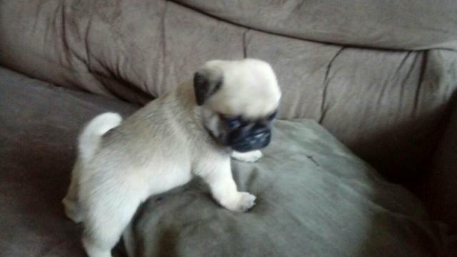 Pug com pedigree barato