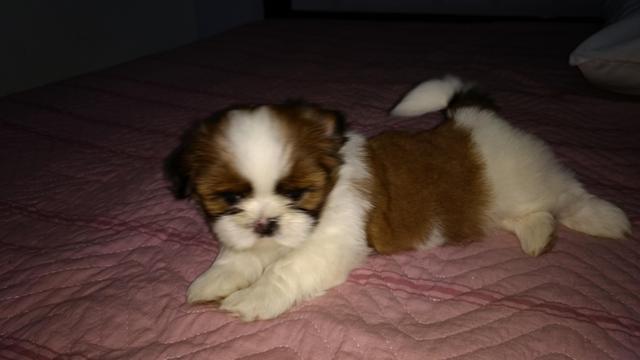 Shih Tzu