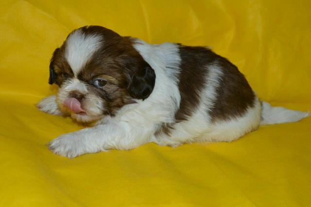 Shih Tzu