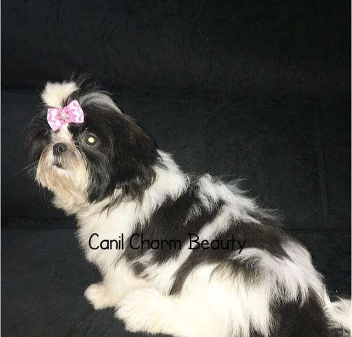 Shih tzu, linda fêmea disponível! Parcelamos no cartão!