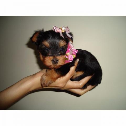 Yorkshire Terrier Fêmea 3 meses