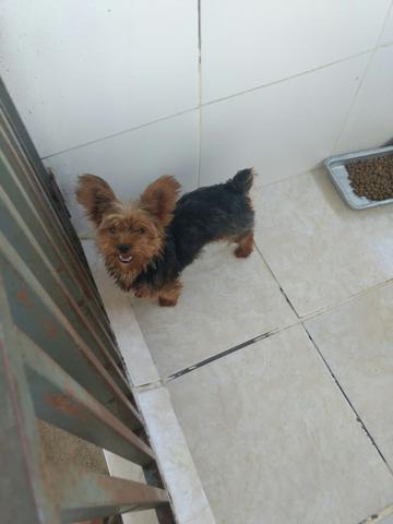 Yorkshire terrier