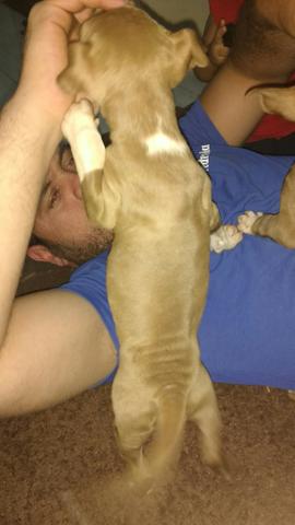 American PittBull tipo red nose