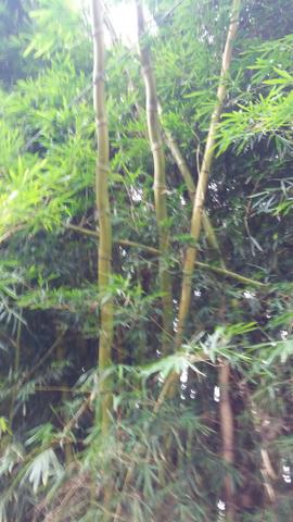Bambu Gigante