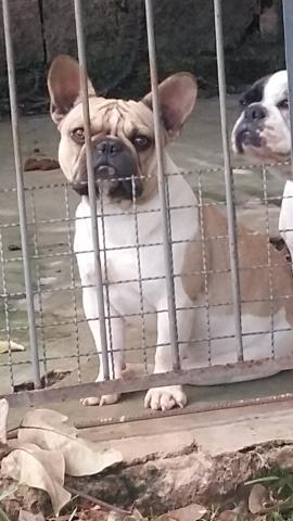 Bulldog Francês