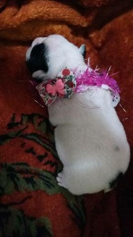 Bulldog Francês fêmea com pedigree CBKC