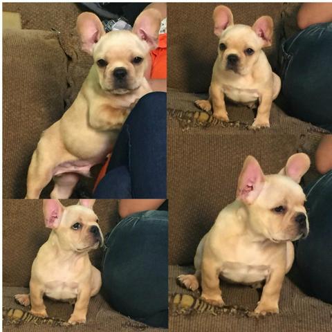 Bulldog frances
