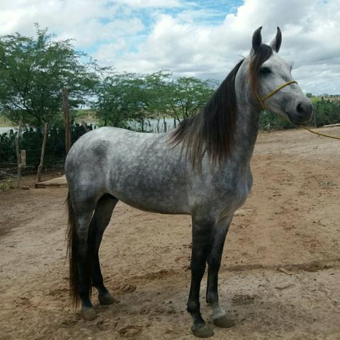 Cavalo Mangalarga Marchador