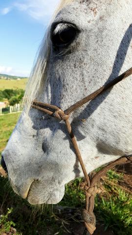 Cavalo mangalarga Paulista
