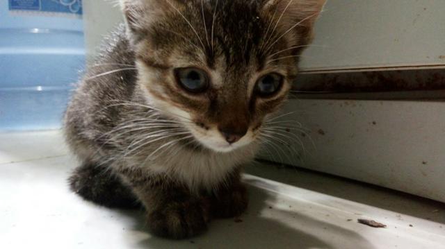 Doacao da linda gatinha