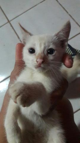 Doação de uma gatinha fêmea