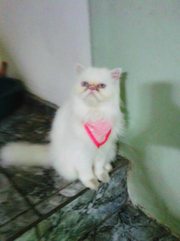 Gato macho para acasalamento