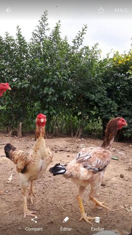 Indio Gigante (galinhas, frangos, pintos)