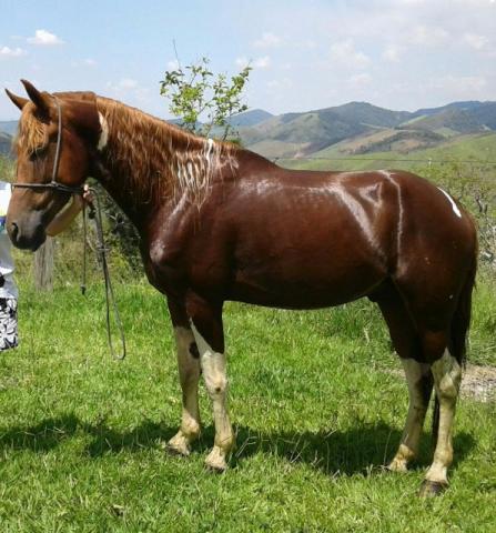 Lindo Alazão Mangalarga Paulista ótimo de cela