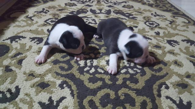 Machinhos de boston terrier