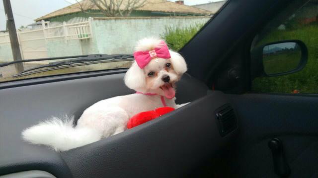 Maltês fêmea com 30 dias